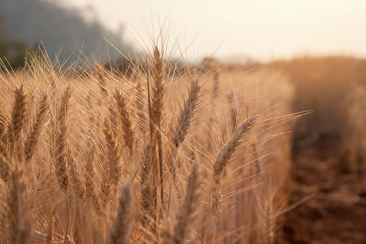 Evening light fields of barley