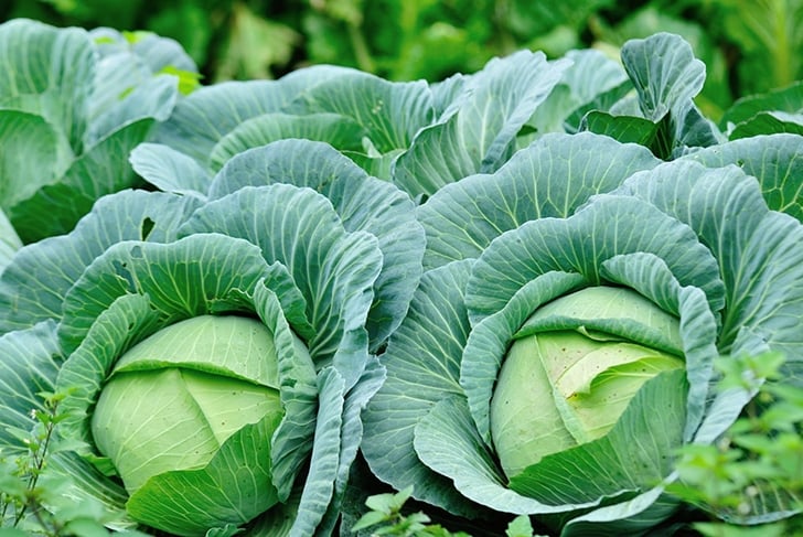 green cabbage