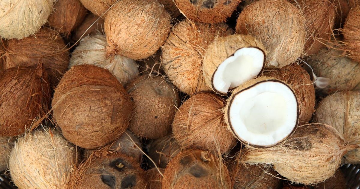 Everything You Wanted to Know About Coconut alive magazine