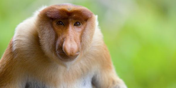 Wildlife Wednesday: Proboscis Monkey - alive magazine