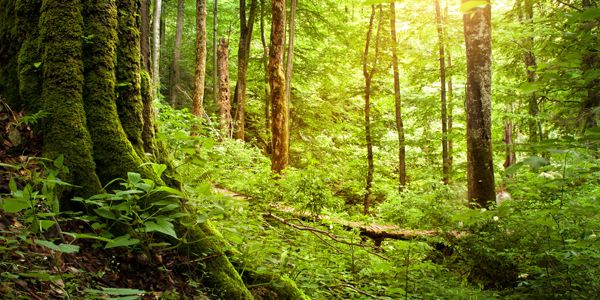 Celebrate our Forests on World Forestry Day - alive magazine
