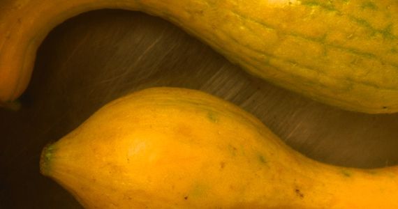 Get Squashed - alive magazine