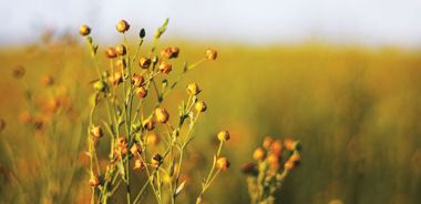 The Magic Seed