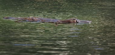 Wildlife Wednesday: Duck-Billed Platypus