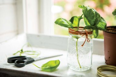 It’s Basil Time!