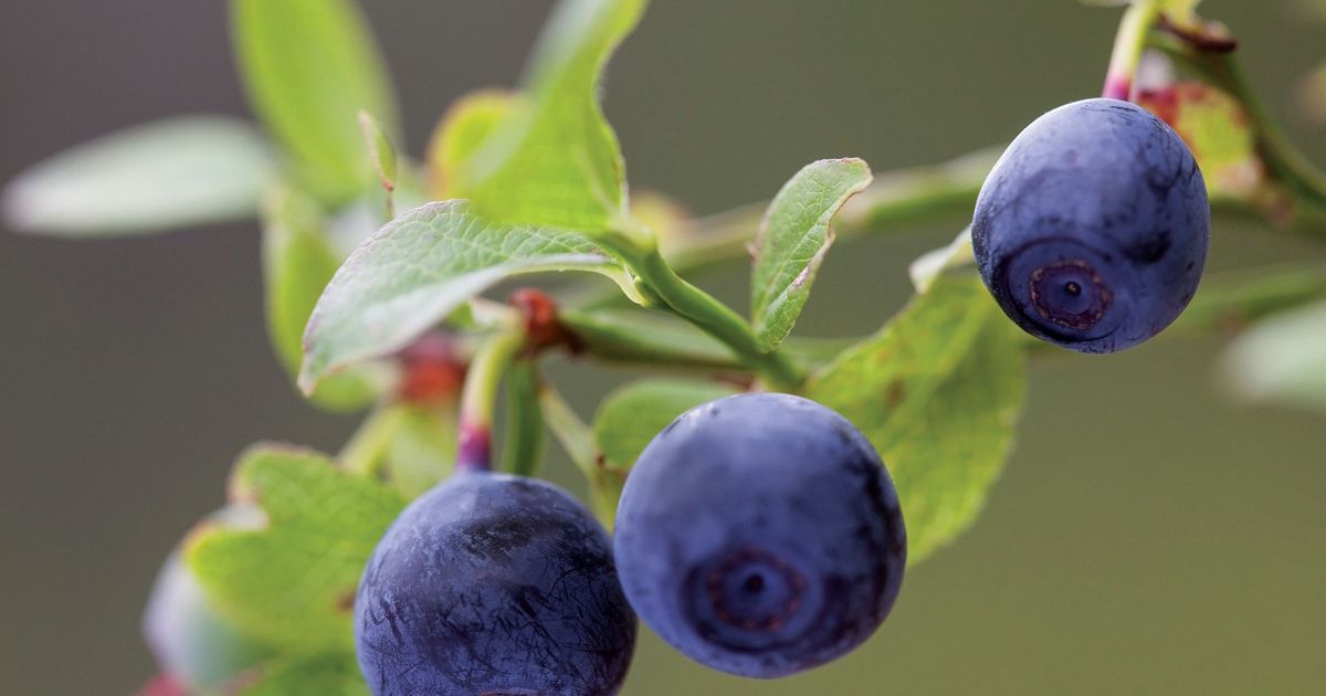 Ask the Experts Can Bilberry Help Maintain Eye Health? alive alive