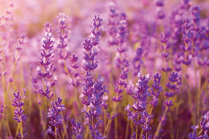 Stressed? These Are the 10 Best Calming Herbs