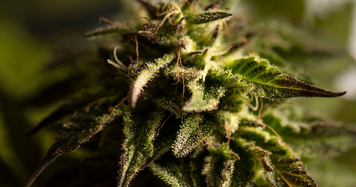 What Is the Endocannabinoid System? alive magazine