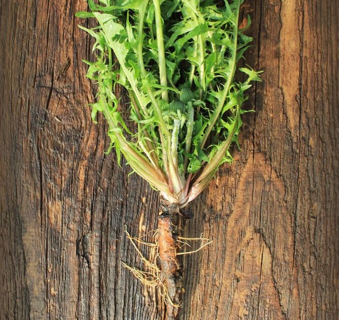 How to Roast Dandelion Roots alive magazine