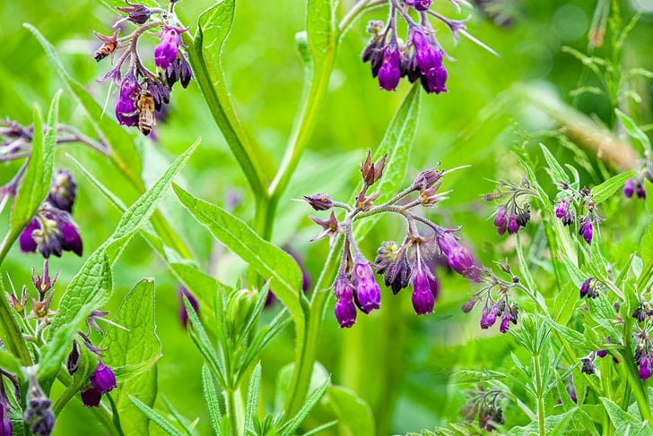 What is Comfrey? 10 Things to Know About This Powerful Plant