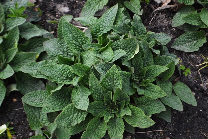 What is Comfrey? 10 Things to Know About This Powerful Plant