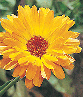 Calendula and Arnica