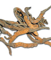 Cordyceps