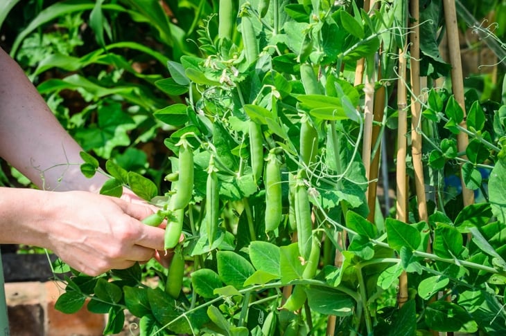 10 Things You Should Know About Companion Planting