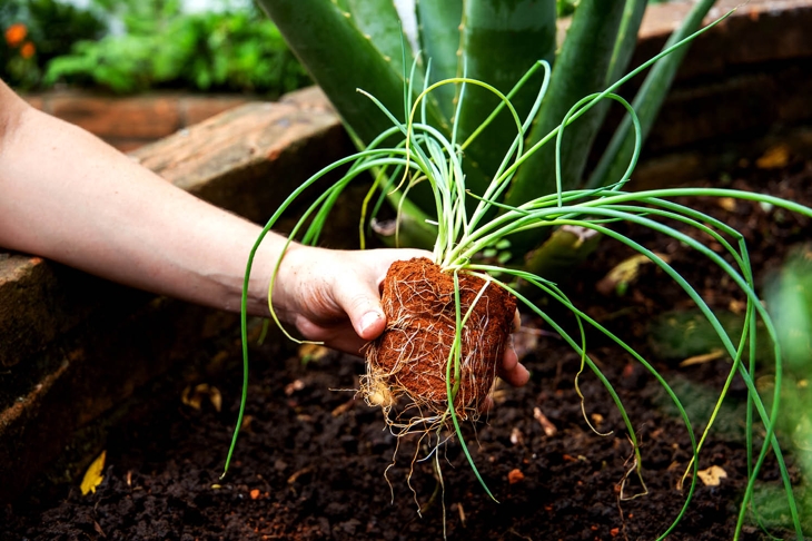 Grow Your Sustainable and Organic Gardening Knowledge