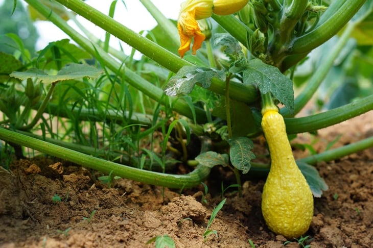 10 Things You Should Know About Companion Planting