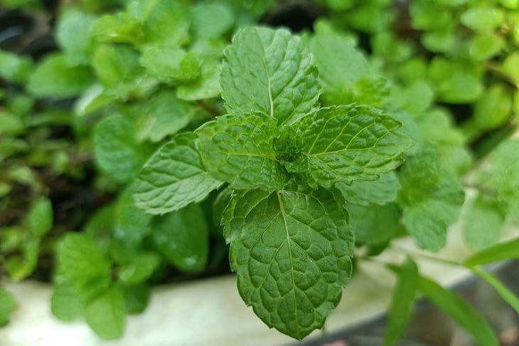 Background of green mint trees with a pattern