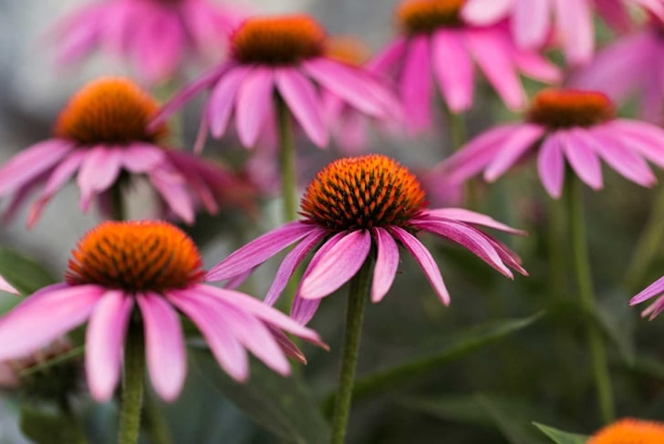 10 Health Benefits of Echinacea