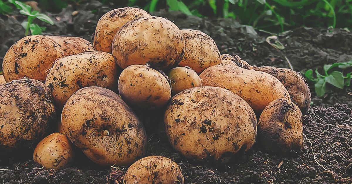Why Is Canada Halting the Export of PEI Potatoes? alive magazine