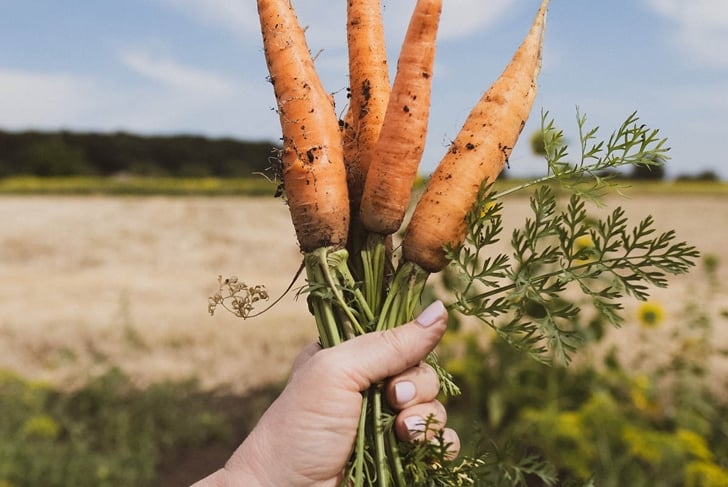 holdin gup raw carrots from garden