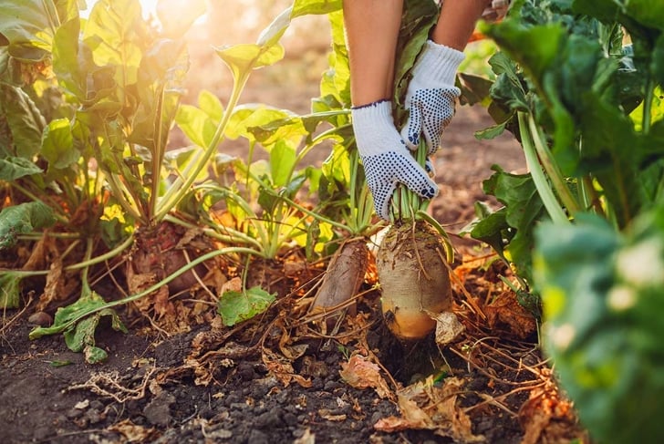 How to Get Your Garden Ready for Fall
