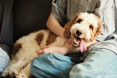 Pawsitive Vibes