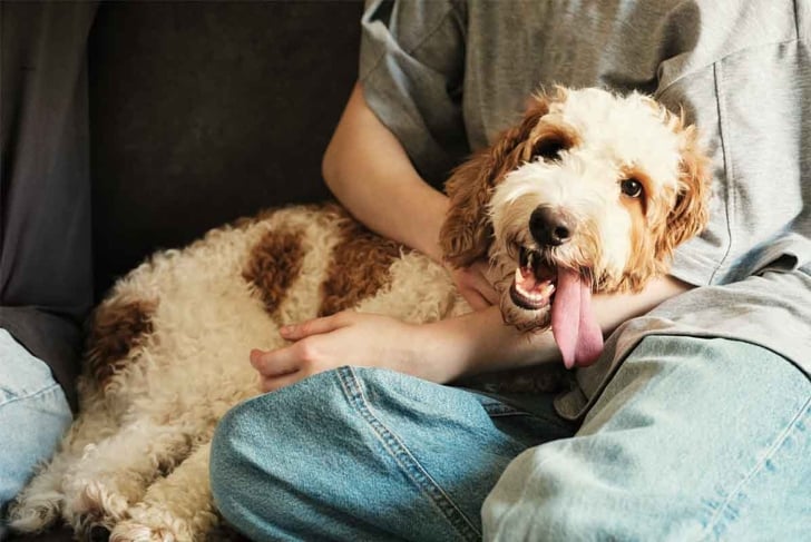 Emotional wellness through Pets