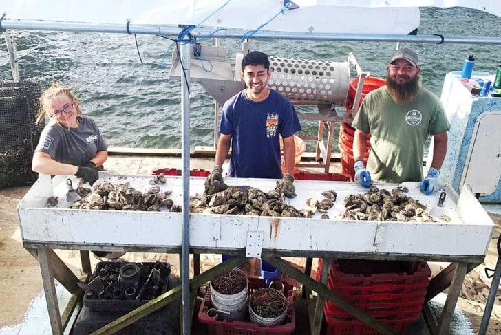 A day down on the oyster farm