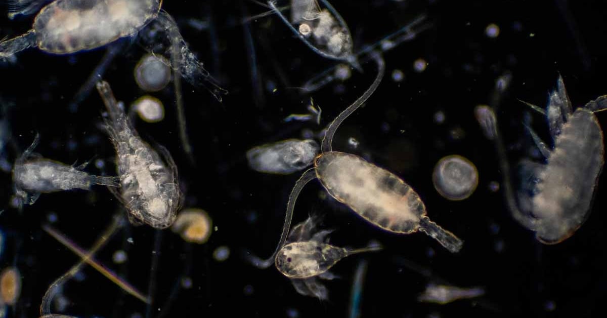 Climate Change-Fighting Zooplankton