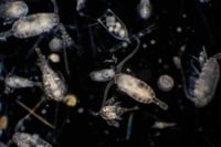 Climate Change-Fighting Zooplankton