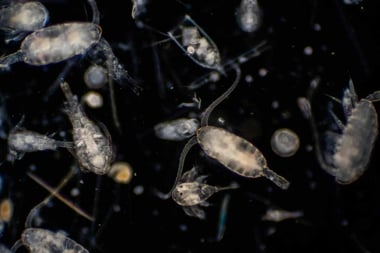 Climate Change-Fighting Zooplankton