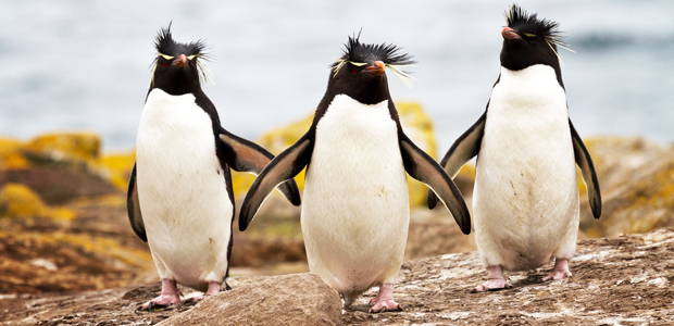 Wildlife Wednesday: Rockhopper Penguin - alive magazine