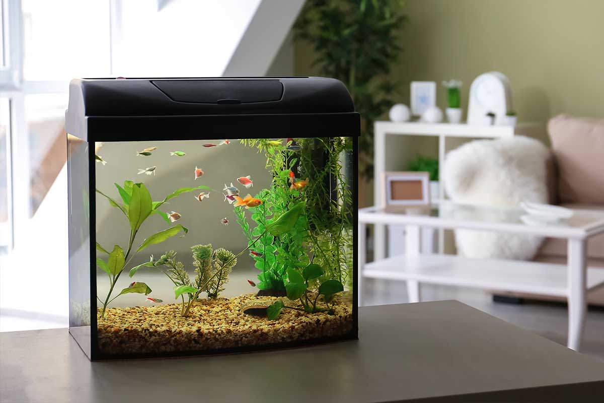 Pet fish in a fishtank 